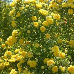 Rosa foetida Persian Yellow